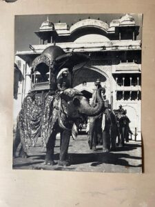 Jaipur. A large elephant outside the City Palace