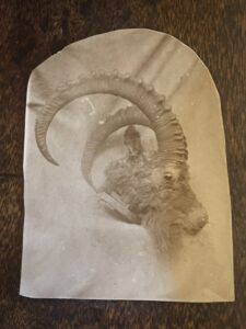 Ibex. A small photograph of a hunting trophy by Lt. Colonel Peter Bairnsfather, 14th Murray's Jat Lancers Ibex. A small photograph of a hunting trophy by Lt. Colonel Peter Bairnsfather, 14th Murray's Jat Lancers
